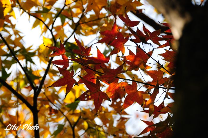 DSC_8721.jpg