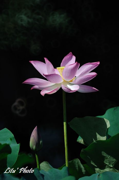 DSC_7584.jpg