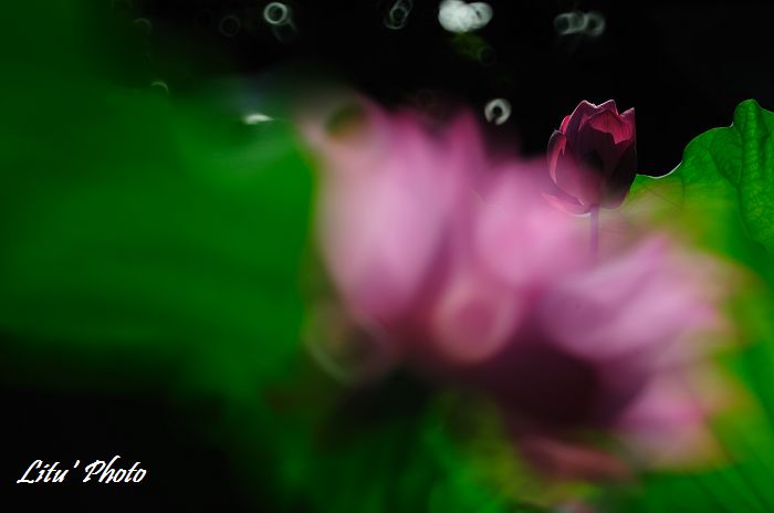 DSC_7524.jpg