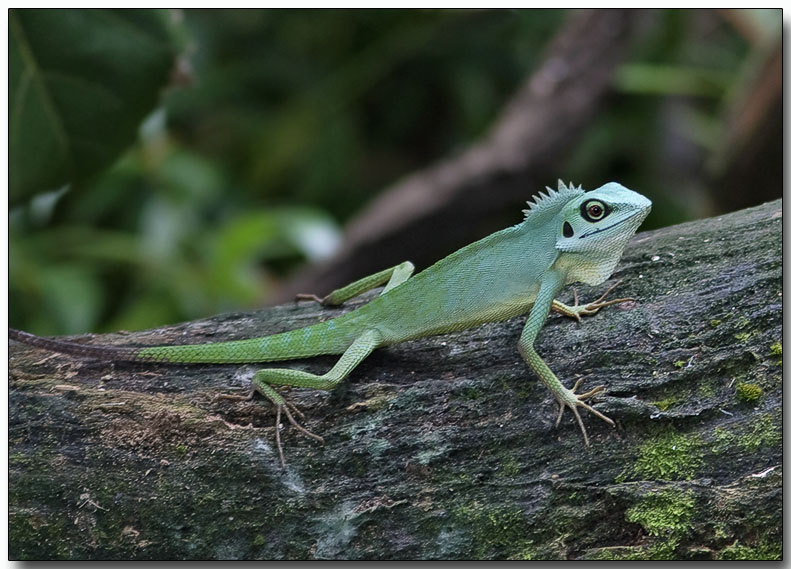 Green Crested Lizard