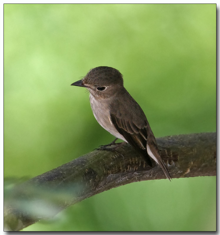 Asian Brown Flycatcher