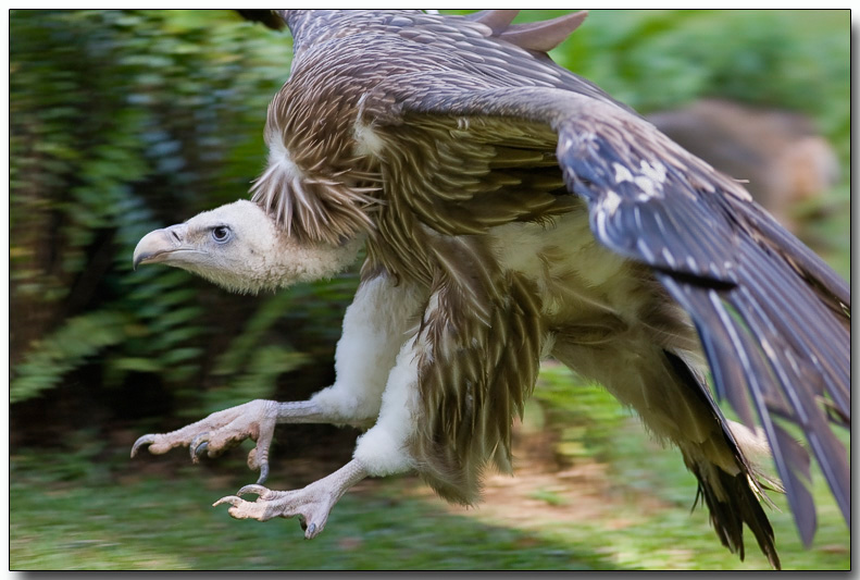 Griffon Vulture