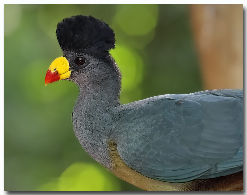 Great Blue Turaco