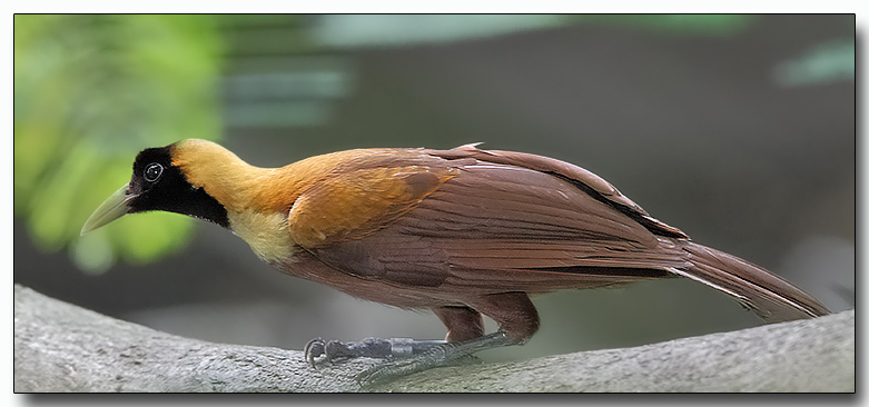 Red Bird of Paradise - Female