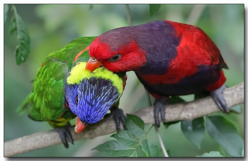 Raindow & Violet-necked Lories - Grooming