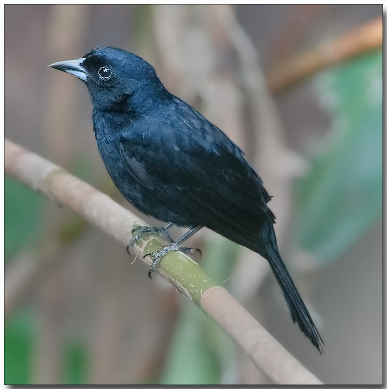 White-lined Tanager - male