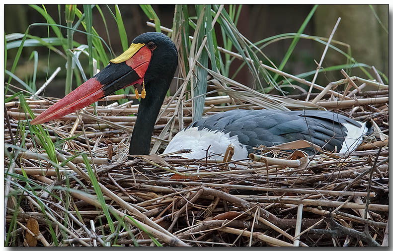 Saddle-billed Stork - nest