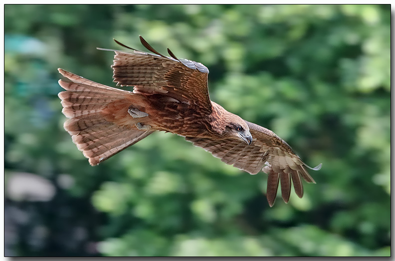Black Kite
