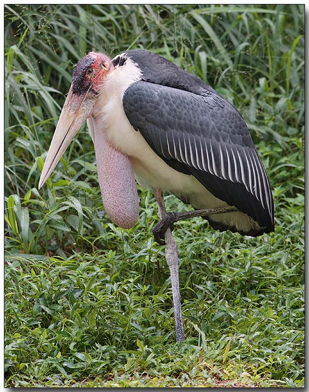 Marabou Stork