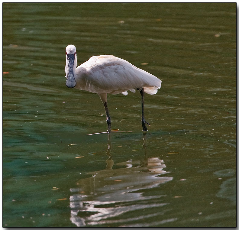 African Spoonbill