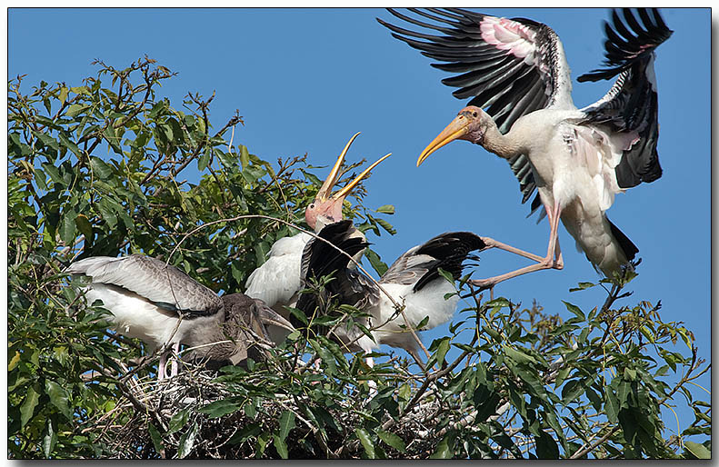 Painted Stork Rookery - Adults & chicks