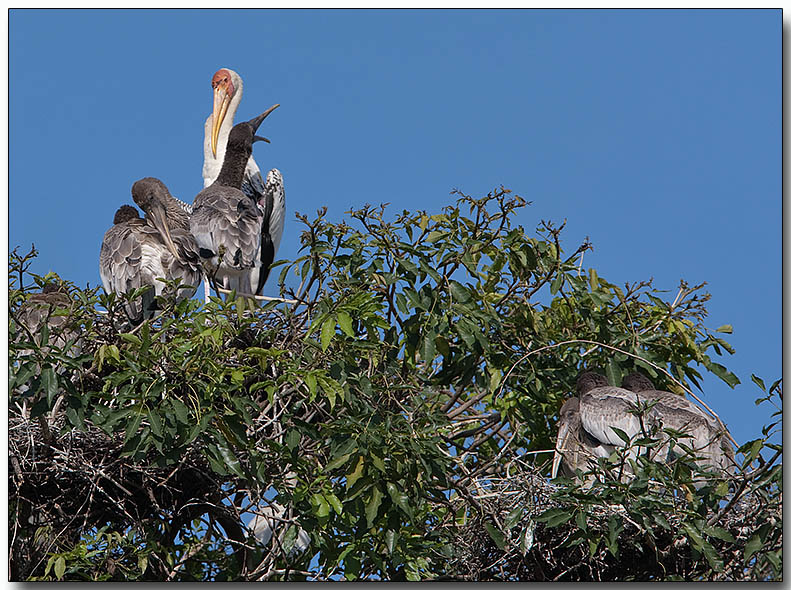 Painted Stork Rookery - Adults & chicks