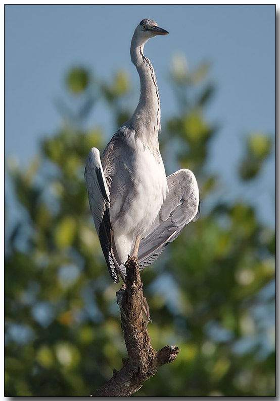 Grey Heron - morning sun