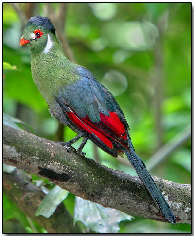 White-cheeked Turaco