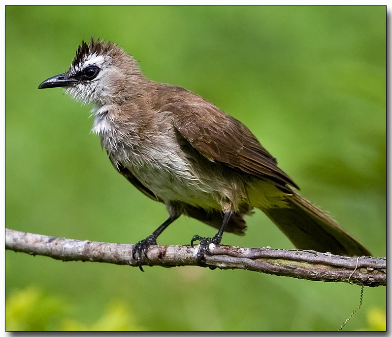 Yellow-vented Bulbul