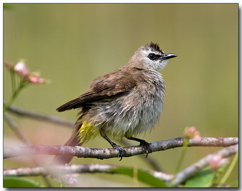 Yellow-vented Bulbul - after a bath
