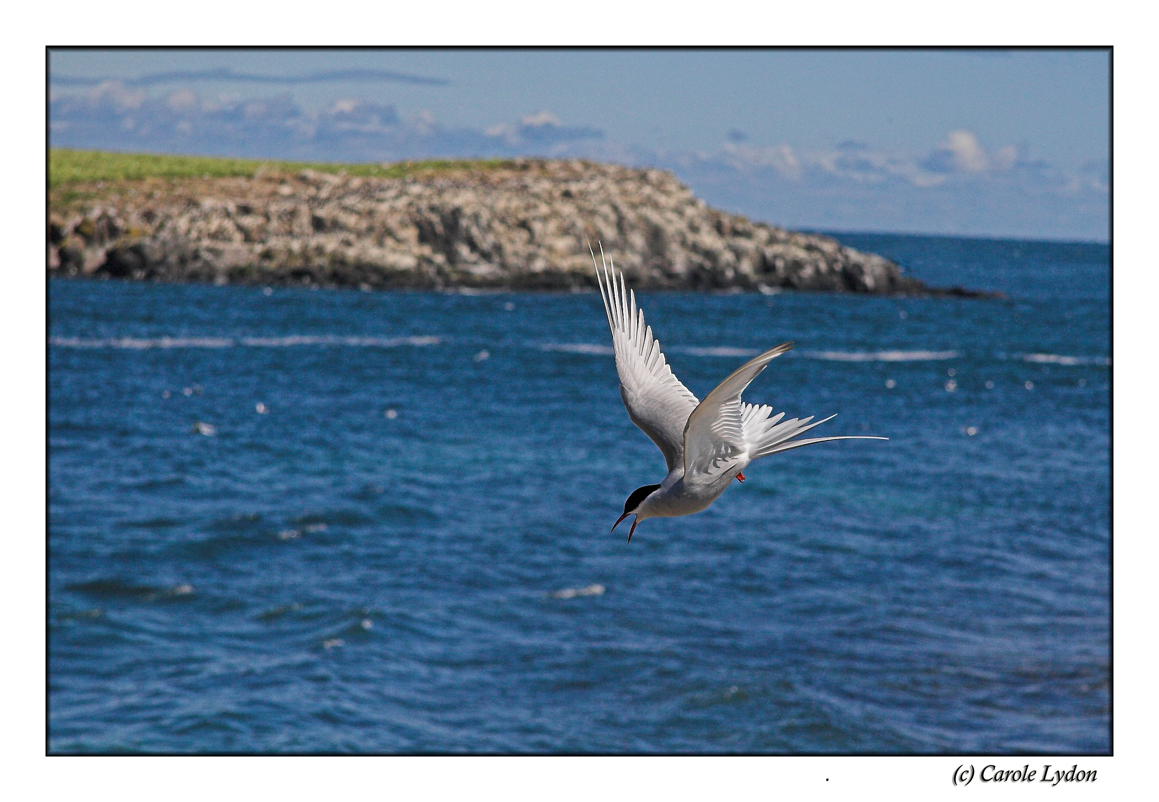 Artic Tern (0103)