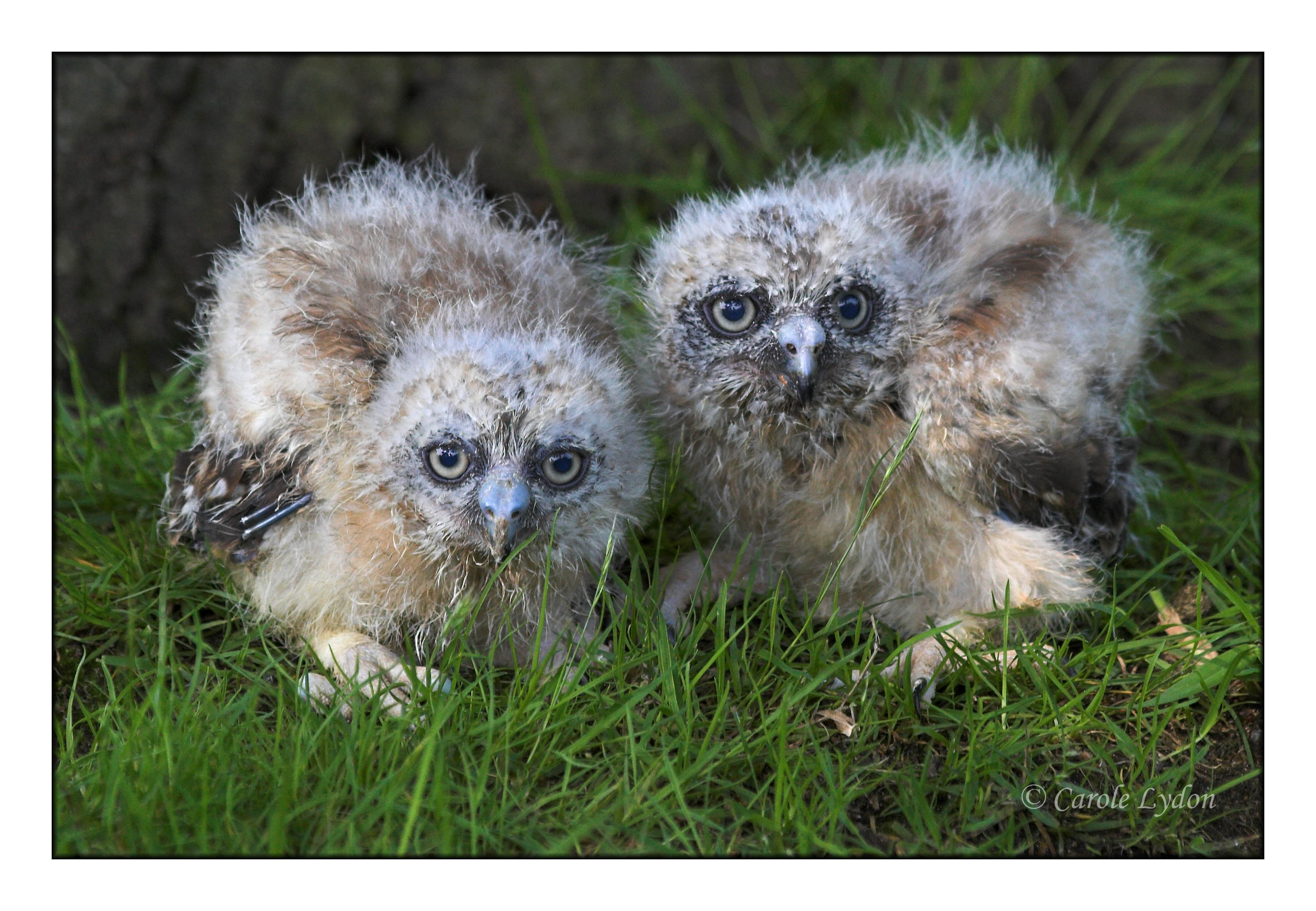 Owl Chicks - 3 weeks old (0328)
