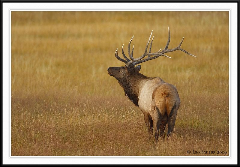 PC-_J3W1922 YNP Sept 17-19 2009CC framed.jpg
