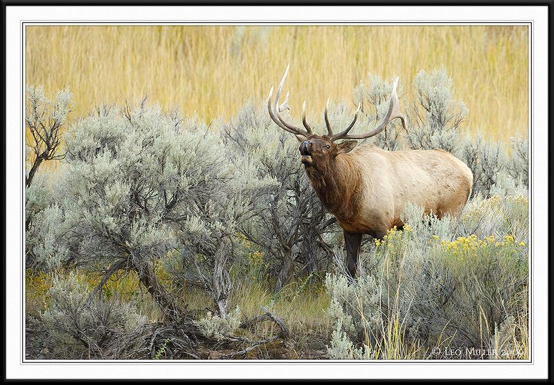 PC-_J3W2039 YNP Sept 17-19 2009CC framed.jpg