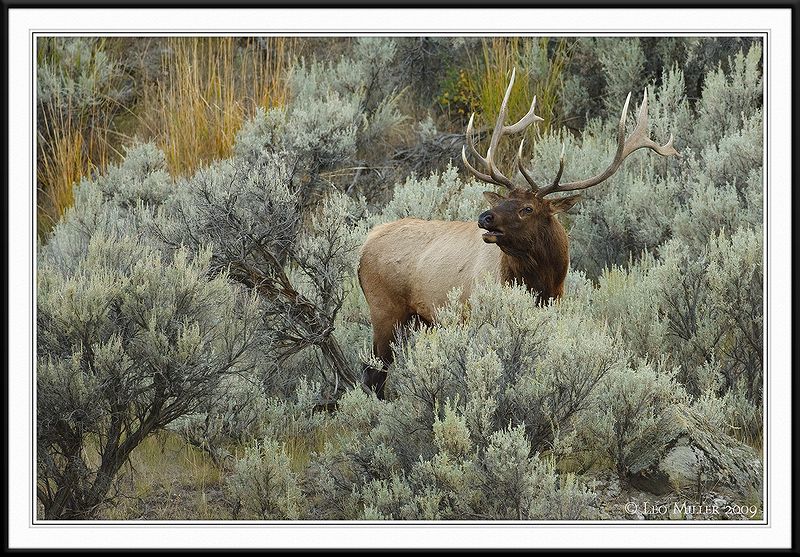 PC-_J3W2067 YNP Sept 17-19 2009CC framed.jpg