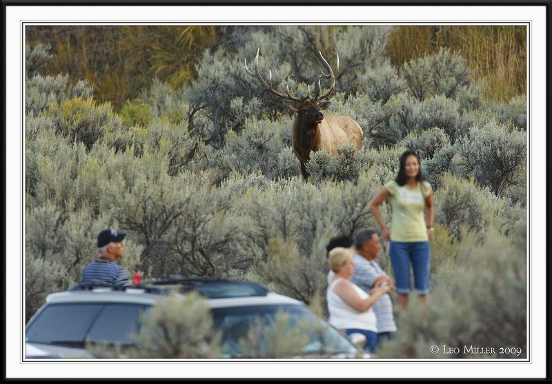 PC-_J3W2119 YNP Sept 17-19 2009CC framed.jpg