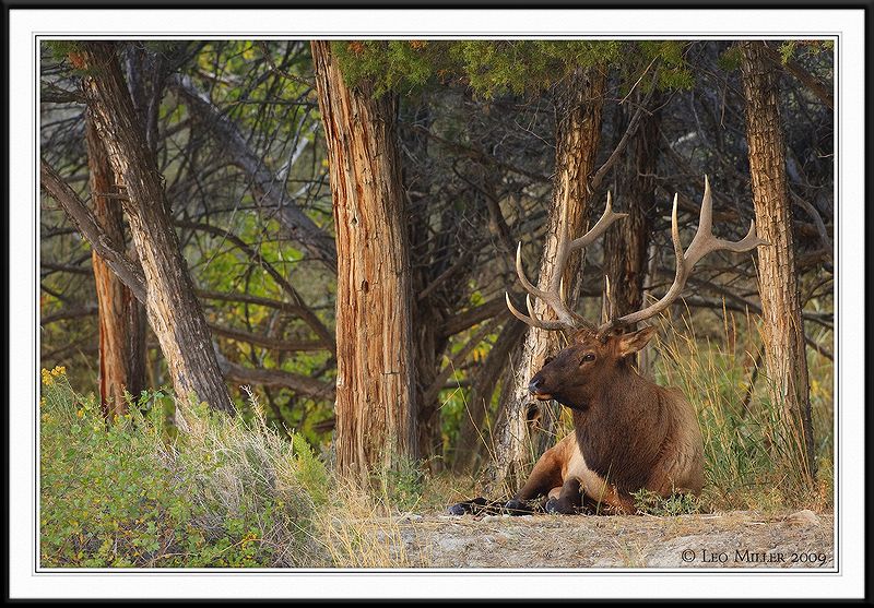 PC-_J3W2191 YNP Sept 17-19 2009CC framed.jpg