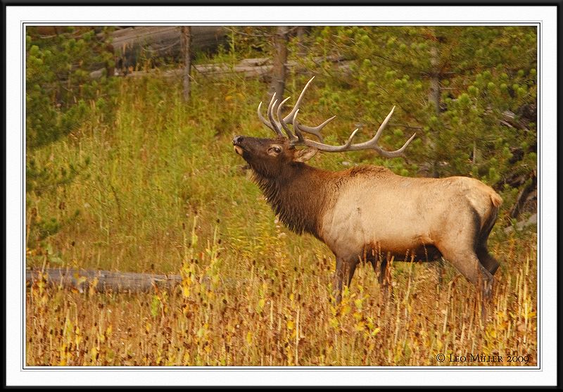 PC-_J3W2274 YNP Sept 17-19 2009CC framed.jpg