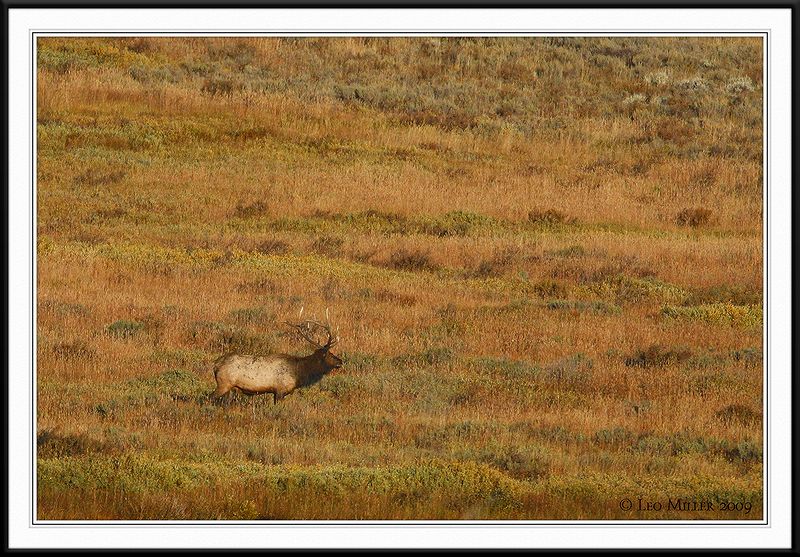 PC-_J3W2310 YNP Sept 17-19 2009CC framed.jpg