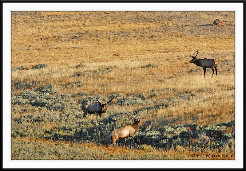 PC-_J3W2325 YNP Sept 17-19 2009CC framed.jpg