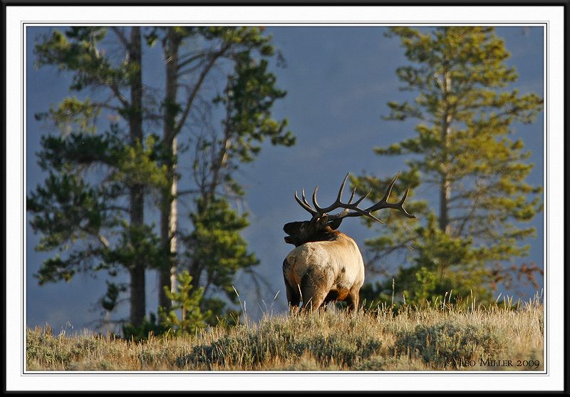 PC-_J3W2394 YNP Sept 17-19 2009CC framed.jpg