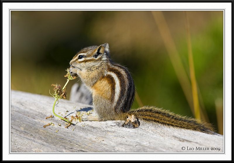 PC-_J3W2452 YNP Sept 17-19 2009CC framed.jpg