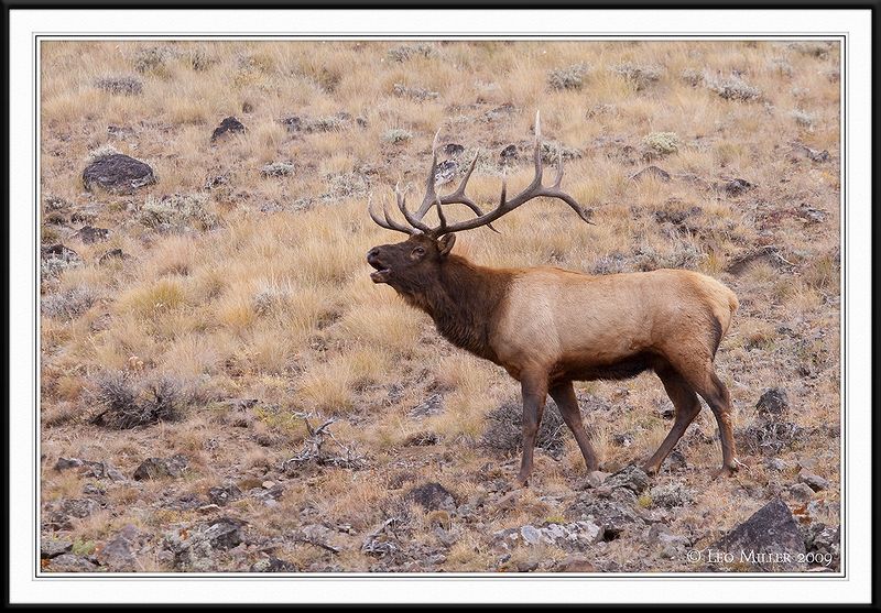 PC-_MG_0674 YNP Sept 17-19 2009CC framed.jpg