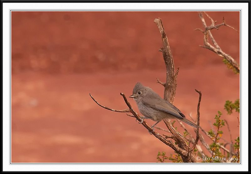 PC-_MG_9555CC framed.jpg