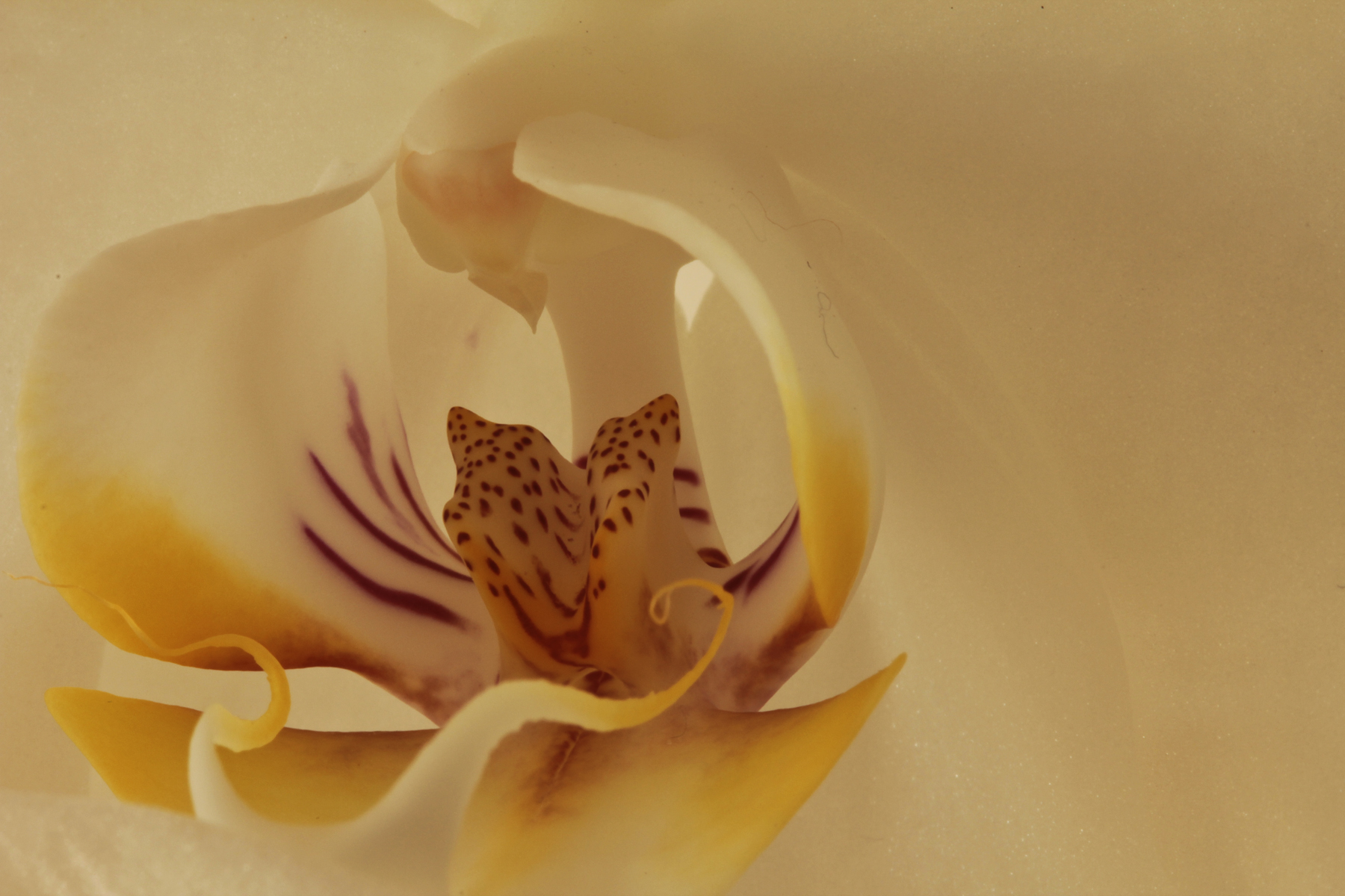 Inside a flower 01 web.jpg