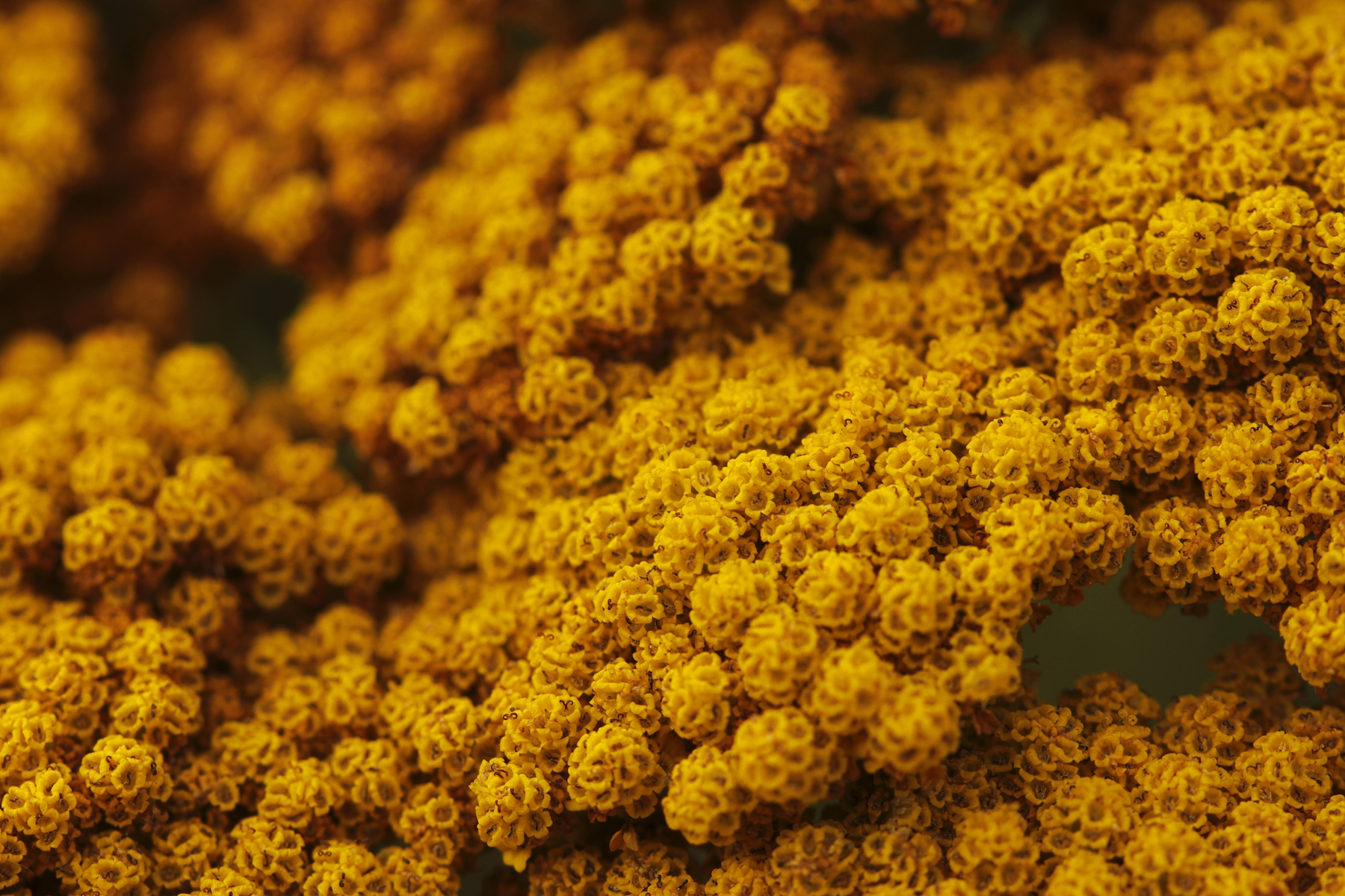 Yellow blobs web.jpg