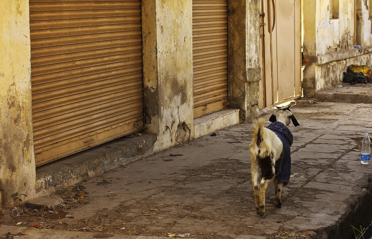Dressed goat in Junagadh.jpg