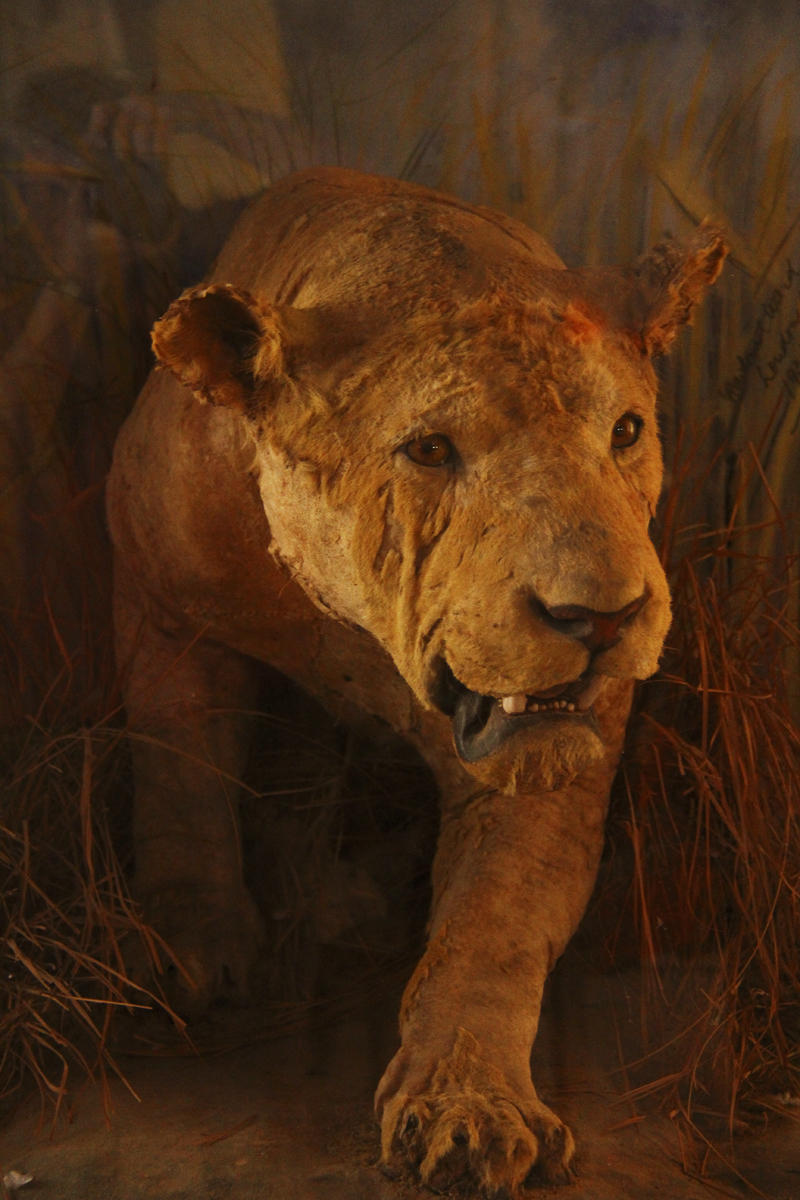 Mouldy stuffed lioness Bhuj.jpg