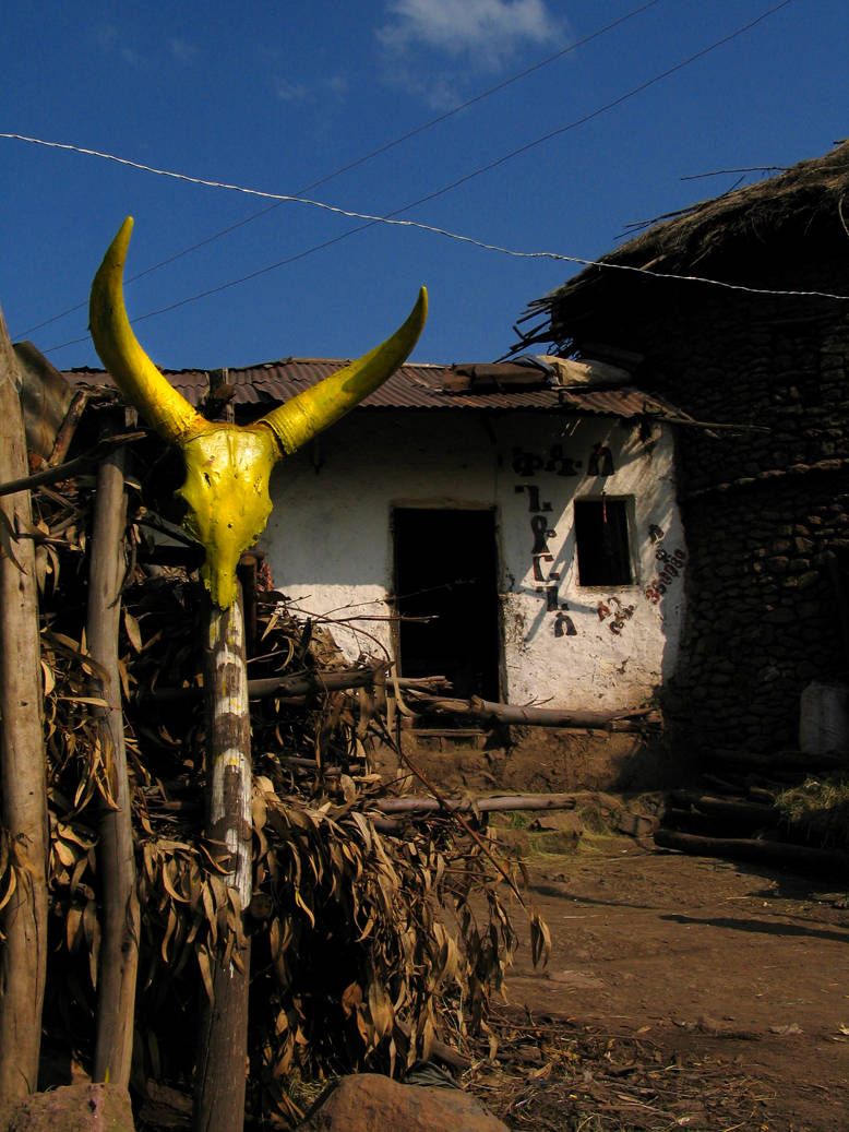Bulls horn