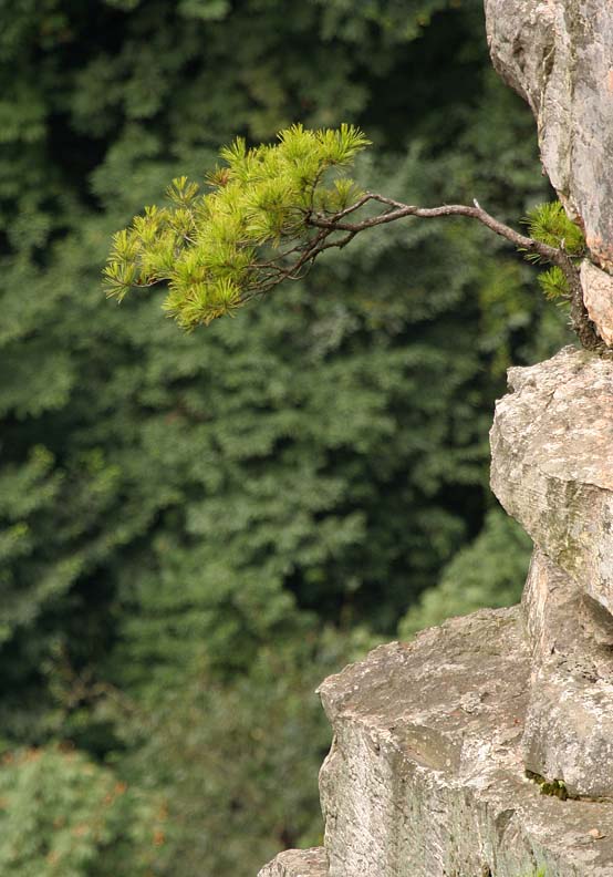 If there is a will, there is a way