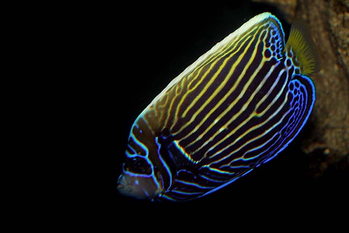 Emperor Angelfish (juvenile)