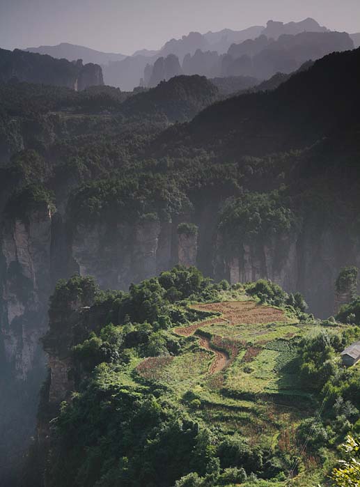 Ricefield in the Sky