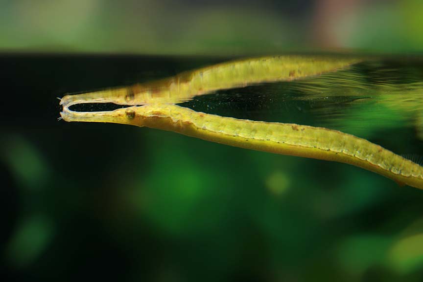 Alligator Pipefish