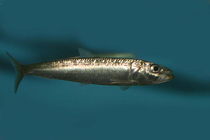 Sardines