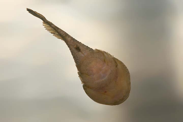 Clingfishes
