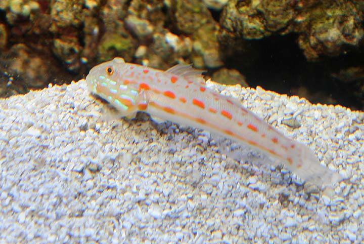 Orange-spotted Sleeper Goby