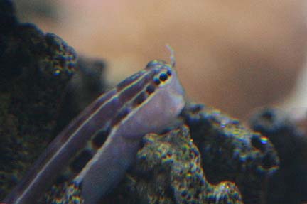 Blennies