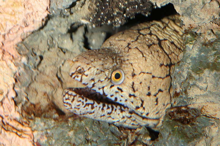 Eels