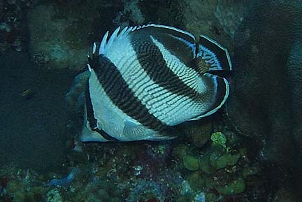 Butterflyfishes