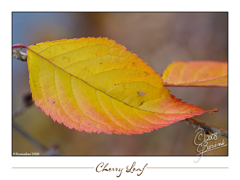 9Nov2008 Cherry Leaf 23718